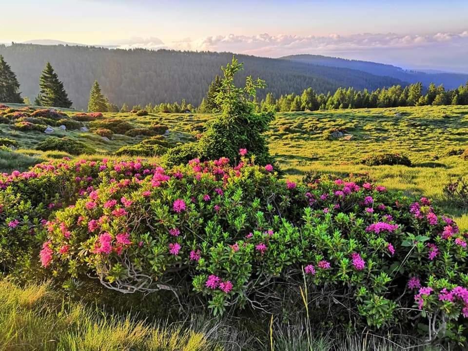 Naturresidenz Theistadl Ultimo Bagian luar foto